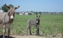 Four month old miniture donkey Male (jack) very tame. Take a look at Mom and Dad!