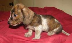 ONLY ONE CKC WIREHAIR BRINDLE PIEBALD MALE DACHSHUND. VERY SMALL AND SWEET.