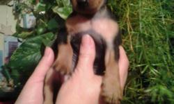Miniture Pinscher Puppies both Male and Female for sale to GOOD HOMES ONLY
raised in a family setting ,super loving and cuddle bugs ,good with kids and other animals .
they are 325.00
we do not believe in docing tails or ears they are beyond cute !!!
they