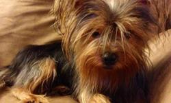 Miniature Male Yorki, 1 years old, sweet and great with children!!