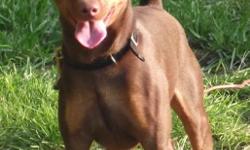 18 mo old MinPin for sale- Brown and Tan, male -still intact, housebroken, loves kids & gets along great w/ other animals. Just don't have the time for him