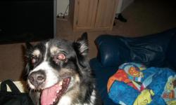 Black and white&nbsp;Australian Shepherd was last seen on Sunday in the San Carlos Park Area on Bucks Lane.&nbsp;His&nbsp;name is Simba and&nbsp;&nbsp;he is about 12 years old. He got loose from Boarding on Sunday,&nbsp;September 2 and is still