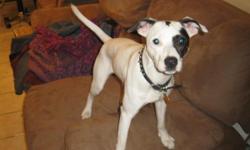 3yr old Jack Russell and Terrier mix 20 pounds. Lost around Cleavland St. and Lindell St. Comes to the name Bettie. missing since Feb. 17 2011. She ran off with out her collar and has a chip. Please call me if you find my little circus dog.