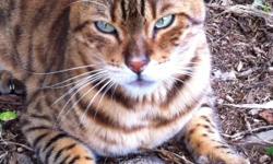 Neutered 5 yr old Bengal (tan with black/brown spots) Missing since 10/13 from the Buena Vista Area, West Hartford near the Farmington line. Missing him very much -if you have seen him please call --