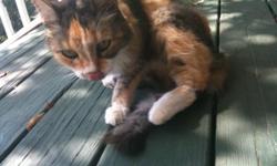 16 year old female calico last seen on October 21st near Reems Creek in Weaverville. Please contact me with information.