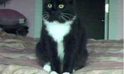 Missing since Monday night, 08/09/2010...was last seen on Browns Point Blvd NE, near Alderwood Park. Lucy is a female, about 5 years old, black/white "tuxedo" domestic, all 4 paws are white. She was groomed about 6 months ago and is sporting a "lion's"