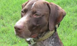 My 4 year old German Shorthaired Pointer went missing Tuesday Oct 23 at 1030am from Central Church Road in Midland, GA. He is 60-70 lbs, male, brown with white spots, very friendly. He has a white diamond patch of hair between his eyes. He was last seen