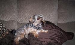 He is a 5 to 7 pound Yorkiepoo.......he is tan,white,and grey.
