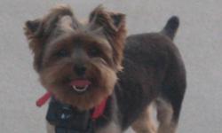 Missing female yorkie since the evening of 2/11/11. She is 8 years old, weighs about 5 lbs. Was wearing a red electric fence collar and pink / red bandana. Please bring to the nearest shelter / vet. Her family misses her terribly.