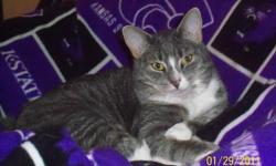 LOST: grey and white domestic shorthair from the area of the Mountain View Village apartments.&nbsp; Wearing black and silver collar with a black tag.&nbsp; Cat'sname is Sherlock.&nbsp; He is microchipped.&nbsp; Weighs 15.6 pounds.&nbsp; If found, please
