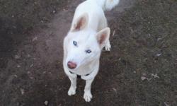 Our Husky has been missing since 3/15/12. She is all white with blue eyes. Her name is Diamond. She had no tags or a collar on her at the time. She is a family dog and our children miss her dearly. If you have her or may have seen her, please call us at