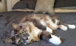 We are missing our long hair cat. She is grey, white and tan and answers to the name Margo.
She is very dear to our family. If you have seen her or have her please call us at -- or --.
We are offering a $100 Reward.