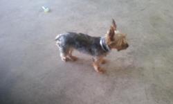 &nbsp;
LOST DOG
"Baby" (4 yrs) Lost 10/11/2012
Breed:
Yorkshire Terrier
Sex:
&nbsp;F
Color:
Yellow/Blonde, Silver/Grey
Wt:
&nbsp;2-9lbs
Last Seen:
NIXA, MO 65714
&nbsp;
If You Have Any Information Please Contact Melody
2514335494
info@lostmydoggie.com
Pet