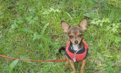 Missing&nbsp;pet chihuahua&nbsp;since 11-20-12. She is 1 1/2 year old female Chihuahua. Goes by the name "Roxy". She's dark colored, mix with black and brown.&nbsp;If you please see or find her please call us at () - or () -. Please return her, she's a