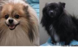They went missing during a break in on January 29, 2010 between NE Glisan and NE Halsey. I miss them dearly. They're my world!!
No Questions Asked... I just want them home where they belong...
**Reward**
contact info.
teddytiteo@hotmail.com