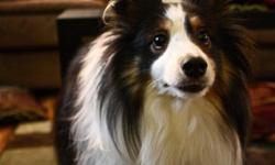 Walker is a tri-colored sheltie, black back, white belly with some tan spots on face. Right wiskurs are white and his left wiskurs are black. He's a 5 yr old male, neutered and very friendly. He wants to come home to Leisa. Please help him find his way! A