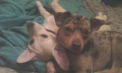 Missing since March 17, 2012. My little Chihuahua,Minpin mixed took off in the early morning and hasnt returned. He is very sorely missed and would like him back before Christmas. If u have see or have him please call Cindy at --1 or --.