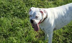 BOUNCE - white female boxer, 2yrs-old, went missing July 20 at Monticello Farm Trails just south of I-64, where Route 53 meets Route 20. (713) 443-2747, (713) 443-0515. Thanks!