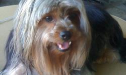 We have lost our yorkie in the northern part of Baytown. He is 12 pounds, 3 years old and answers to Tank. We are offering a $500 reward with no questions asked. The dog has allergies and needs his medications. patrickallen@hotmail.com