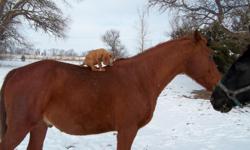 chestnut gelding male ,good with people ,good tail horse, ride able, even bare back ,he is awsome ,and his name is kaddy. please leave a message when you call. well tell you more.