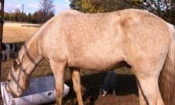 Ponstown Golden Major S (Major) 5 year old Dapple Palomino(blond mane and tale)? Good nature, loads, loves kids, trail rides ( will walk slow as well as has a wonderful gate), been in 5 parades and Two Fort Smith Grand entries, carries a flag and has been