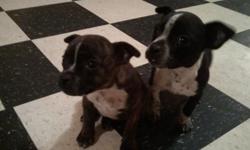 Mixed boston terrier puppies for sale please call()-