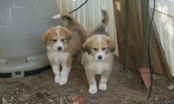 These are really cute Mixed Great Pyrenees/Blue Heeler. They will be big dogs. Mom and Dad are both very loving and Love kids. Asking $30 to covering their 1 set of shots and worming. 2 males left. We are coming to Humble this Saturday and can meet you.