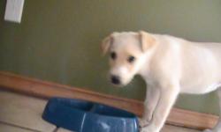 3 month old yellow lab
MOLLY IS A WONDER LITTEL GIRL WHO NEEDS A HOME RIGHT A WAY.