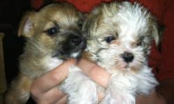 For Sale: Two Adorable Morkie puppies available in time for Christmas. Mother is a 4 pound Maltese and Father is a 2 pound Yorkie. Puppies will be ready for their new homes on Dec. 14th. They will have their first shots and will be wormed. Puppies are