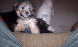 Selling Morkie Puppies (3) Males (1) Female.They have health certificates 8 weeks old.$400 Male $500 Female..(813)962-8571 or (813)532-0193...