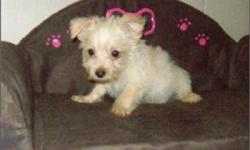 Pretty Designer Pup:-(Maltese /Yorkie ):-**Morkie Toy**; Priced Only 50% Off The Regular Price;Now Only :-$249-Plus; Must See;Tiny;Nice coats & Colors&nbsp;Pretty Little Male & Females; Pup's Weight Only (2-Lbs/9-Ozs); Up To Date Shots And Deworming;