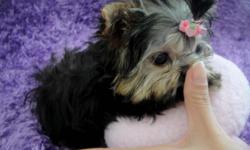 most exquisite teacup Maltese, Yorkshire Terrier, Chihuahua and Pomeranian puppies you will ever find. Our beautiful puppies have extreme Babydoll faces, gorgeous "big eyes" and silky coats. These puppies comes from tiny lines and their parents are our