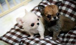 most exquisite teacup Maltese, Yorkshire Terrier, Chihuahua and Pomeranian puppies you will ever find. Our beautiful puppies have extreme Babydoll faces, gorgeous "big eyes" and silky coats. These puppies comes from tiny lines and their parents are our