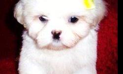 Mostly Maltese Puppy available for home 650-200-9228. He is $500 in blue and she is $600 in red. They look like maltese with short baby doll face. Daddy's side is a Full Champion Lined Maltese. Mommy's side, grandmother is a Shih Tzu and grandpa is a