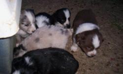 Mini and toy australian shepherd pups, blue merles, black tri, and red tri male, $300, georgetown, ky , 6 weeks old on dec 1, sire is a blue merle toy and mom is a black mini, 859-533-3747