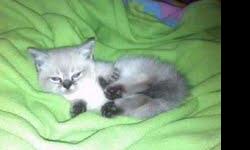 2 male munchkin kittens 8 weeks old. litter trained. short and sweet.