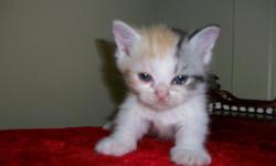 darling cameo smoke kittens will be fixed and have shots,,,super playful kittens ,,,ready to go soon ,,,