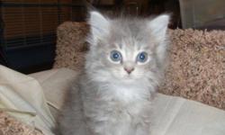 TICA registered non-standard Munchkin female kitten born November 18, 2010. The kitten will come with her first shots, worming and health certificate and be tested for Feline Leukemia and AIDS. She can go to her new home when she is 8 weeks old the middle