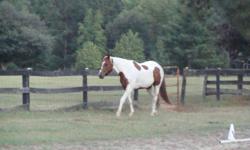 8yr Old Tobiano QH unregistered. about 15.5 hands high, very people friendly. Great Ground Manners. UTD on Shots. Last coggins was done spring 2010. Feet just trimmed, he is ready to go to a new home now! Very sweet but does need an experienced rider,