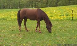 Titan is a 6 year old registered Morgan horse gelding standing 16 HH. Big bone and great feet make this horse a great trail riding or dressage prospect, has great work ethic and confirmation to not break down. He has had 30 days professional training.