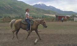 This is a dappled palomino 4 year old mare fox trotter. She has the suety gene and is registered.
She is nice and stocky, on the shorter side, will mature to around 14.2/ 14.3 hands.
She has had lots of handling, since she was one, she has been ponied,