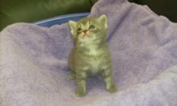 TICA registered Napoleon non-standard female kitten born April 30, 2011. She will be ready for her new home the end of June. She will come with a health certificate and first shots and is available for $200.00. All my kittens are raised in my home and