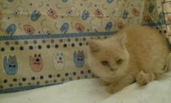 A perfect little TICA cream non-standard Napoleon male is available now. He is very sweet and loves to play. He was born 8/12/10 and will come with shots and a health certificate. He is split to chocolate/lilac. We are asking $150.00 as a pet, breeding