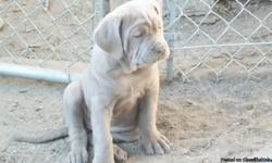 Purebred Neapolitan Mastiff Puppies. 1st shots. Dewormed. Health Checked. 2 Litters. 2 Mahogany, 6 Blue, 1 Black, 2 Tawny, 2 Brindle. 8 Males. 5 Females. Will be very Large. I have the Mothers 125lbs. Sires 160-180 Lbs. Great Temperment! Beautiful! Blue
