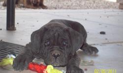 9 week old Neapolitan Mastiff, black female. She was born 12/2/2010. She has her first shots, tail, and dewclaws done. She is ready to go today. Asking $500 for her but I am open to reasonable offer. Father is mahogany male, mother is black brindle.