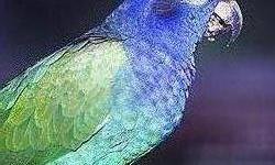 I have a Blue Headed Pinous that is up for adoption I don't know if she is a girl or a boy I call her a her and her name is LaKoda she is very quite doesn't scream like most parrots. She is a relative to the Max-a-Million
which is a pirates bird. She eats