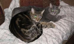 We are looking for a loving home to adopt our two beautiful cats. One is a 4 year old grey domestic short hair spayed female. The other is a 2 year old black and brown striped domestic short hair neutered male. They are both in excellent health and up to