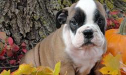 Nelson has been raised in our home and has been well socialized. He is very playful and alert. Nelson is Grand Champion sired and has many champion in his bloodline. You can see more pictures and a video of him on our website www.bulldogdreams.com
He has