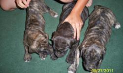 WE HAVE 17 WEEK OLD PUPS 1 FEMALE BRINDLE AND 1 MALE BLACK. BORN JULY 19 2011. THESE PUPS ARE READY FOR THEIR FOREVER HOMES. PUPS ARE CURRENT ON SHOTS AND ARE BEING KENNEL AND POTTY TRAINED. MOTHER IS FULL BREED FILA BRASILEIRO 130LB BLACK WITH WHITE