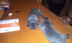 Grey Blue puppies full breed Neos. Litter of 12 2weeks old. Selling puppies when they are 8weeks old. Papers and first shots will be available. 5 girls 7 boys. All puppies are blue-ish grey with white spot on chest. in good health. New images will be
